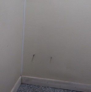 Meet your Posher, Jamila